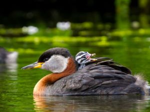 Podicepedidae - Grebes - Doppingar