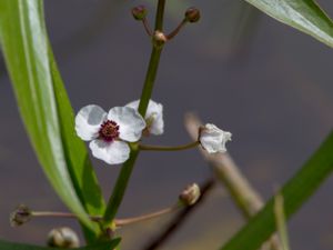 Sagittaria sagittifolia - Arrowhead - Pilblad
