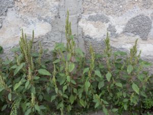 Amaranthus hybridus - Slim Amaranth - Grön- och toppamarant