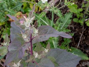 Atriplex hortensis - Garden Orache - Trädgårdsmålla