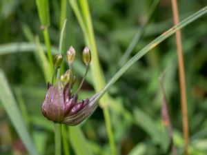 Allium carinatum - Keeled Garlic - Rosenlök