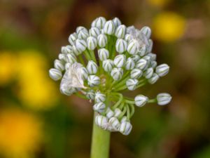 Allium cepa - Garden Onion - Lök