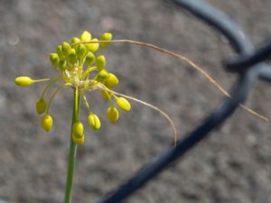 Allium flavum - Small Yellow Union - Dagglök