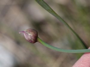 Allium lineare - Klipplök