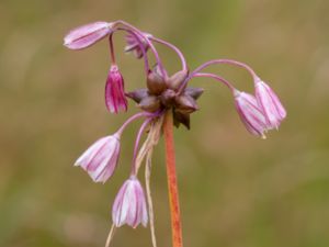 Allium oleraceum - Field Garlic - Backlök