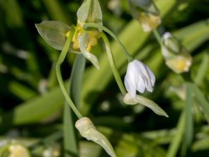 Allium paradoxum - Few-flowered Garlic - Snödroppslök