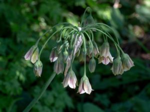 Allium siculum - Honey Garlic - Honungslök