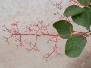 Cotinus coggygria - European Smoketree - Perukbuske