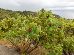 Rhus coriaria - Sicilian Sumac - Bärsumak