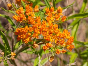 Asclepias tuberosa - Butterfly Weed - Orange sidenört