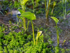 Calla palustris - Water Arum - Missne