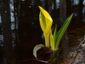 Lysichiton americanus - Swamp Cabbage - Skunkkalla