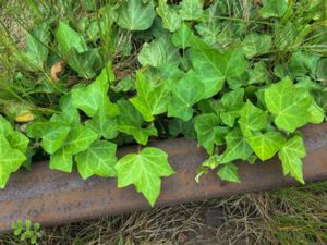 Hedera hibernica - Atlantic Ivy - Storbladig murgröna
