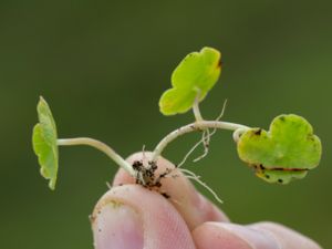 Hydrocotyle vulgaris - Marsh Pennywort - Spikblad