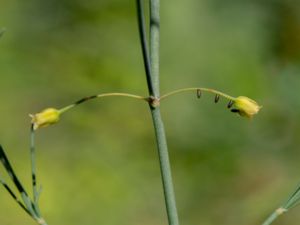 Asparagus officinalis - Garden Asparagus - Sparris