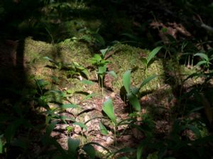 Convallaria majalis - Lily-of-the-valley - Liljekonvalj