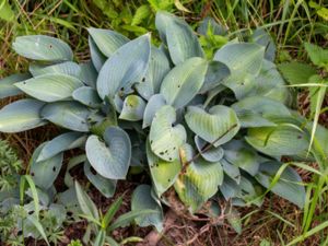 Hosta sieboldiana - Siebold's Plantain Lily - Daggfunkia