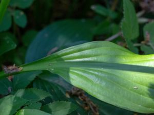 Hosta undulata - Plantain Lily - Brokfunkia