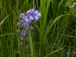 Hyacinthoides hispanica - Spanish Bluebell - Spansk klockhyacint