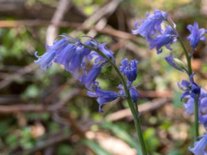 Hyacinthoides non-scripta - Bluebell - Engelsk klockhyacint