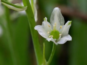 Hyacinthoides x massartiana - Hybridklockhyacint