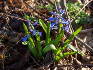Hyacinthus orientalis - Common Hyacinth - Hyacint
