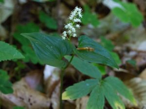 Maianthemum bifolium - May Lily - Ekorrbär