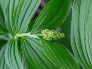 Maianthemum racemosum - Feathery False Lily of the Valley - Vipprams