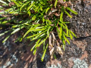Asplenium septentrionale - Forked Spleenwort - Gaffelbräken