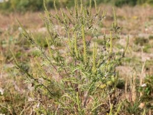 Ambrosia artemisiifolia - Annual Ragweed - Malörtsambrosia