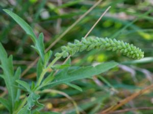 Ambrosia psilostachya - Perennial Ragweed - Sträv ambrosia
