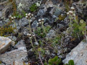 Antennaria alpina - Alpine Pussytoes - Fjällkattfot