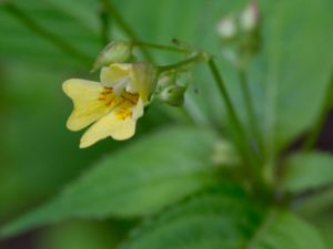 Impatiens parviflora - Small Balsam - Blekbalsamin