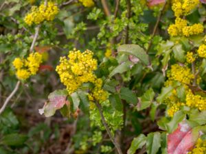 Mahonia aquifolium - Oregon-grape - Mahonia
