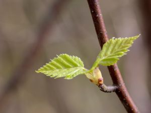 Betula pendula - Silver Birch - Vårtbjörk