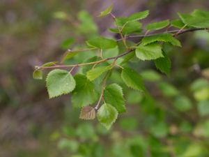 Betula pubescens - Downy Birch - Glasbjörk