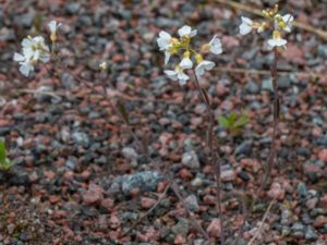 Arabidopsis arenosa - Sand Rock-cress - Sandtrav