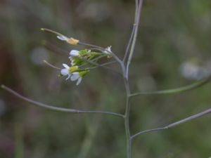 Arabidopsis thaliana - Thale Cress - Backtrav