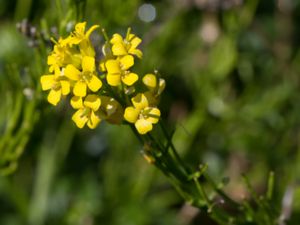 Barbarea stricta - Small-flowered Wintercress - Strandgyllen