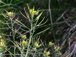 Brassica elongata - Long-stalked Rape - Svartahavskål