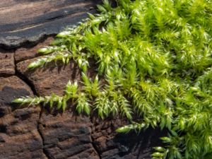 Brachythecium rutabulum - Stor gräsmossa