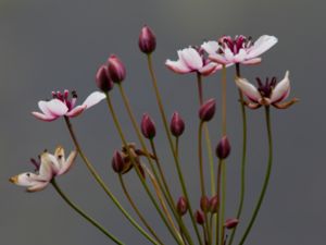 Butomus umbellatus - Flowering Rush - Blomvass