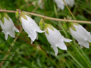 Campanula alliariifolia - Cornish Bellflower - Hjärtklocka