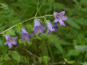 Campanula rapuncoloides - Creeping Bellflower - Knölklocka
