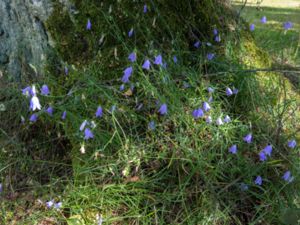 Campanula rotundifolia - Harebell - Liten blåklocka
