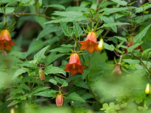 Canarina canariensis - Canary Island Bellflower - Kanarieklocka