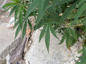 Cannabis sativa - Hemp - Hampa