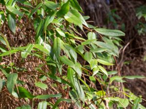 Lonicera acuminata - Vine Honeysuckle - Vintertry
