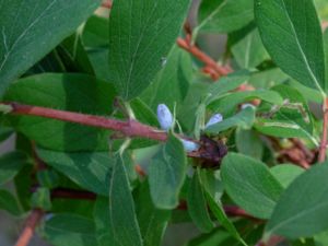 Lonicera caerulea - Blue Honeysuckle - Blåtry