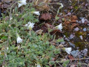 Cerastium aplinum - Alpine Mouse-ear - Fjällarv